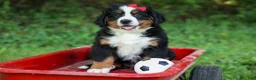 Bernese Mountain Dog dogs for sale: SPIKE - Ad 6