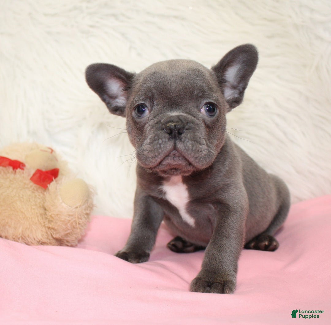 Mixed Breed dogs for sale: Ollie - Ad 7