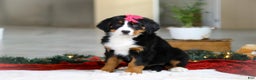 Bernese Mountain Dog dogs for sale: Katy - Ad 2
