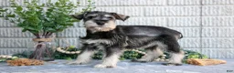 Miniature Schnauzer dogs for sale: Silver - Ad 1