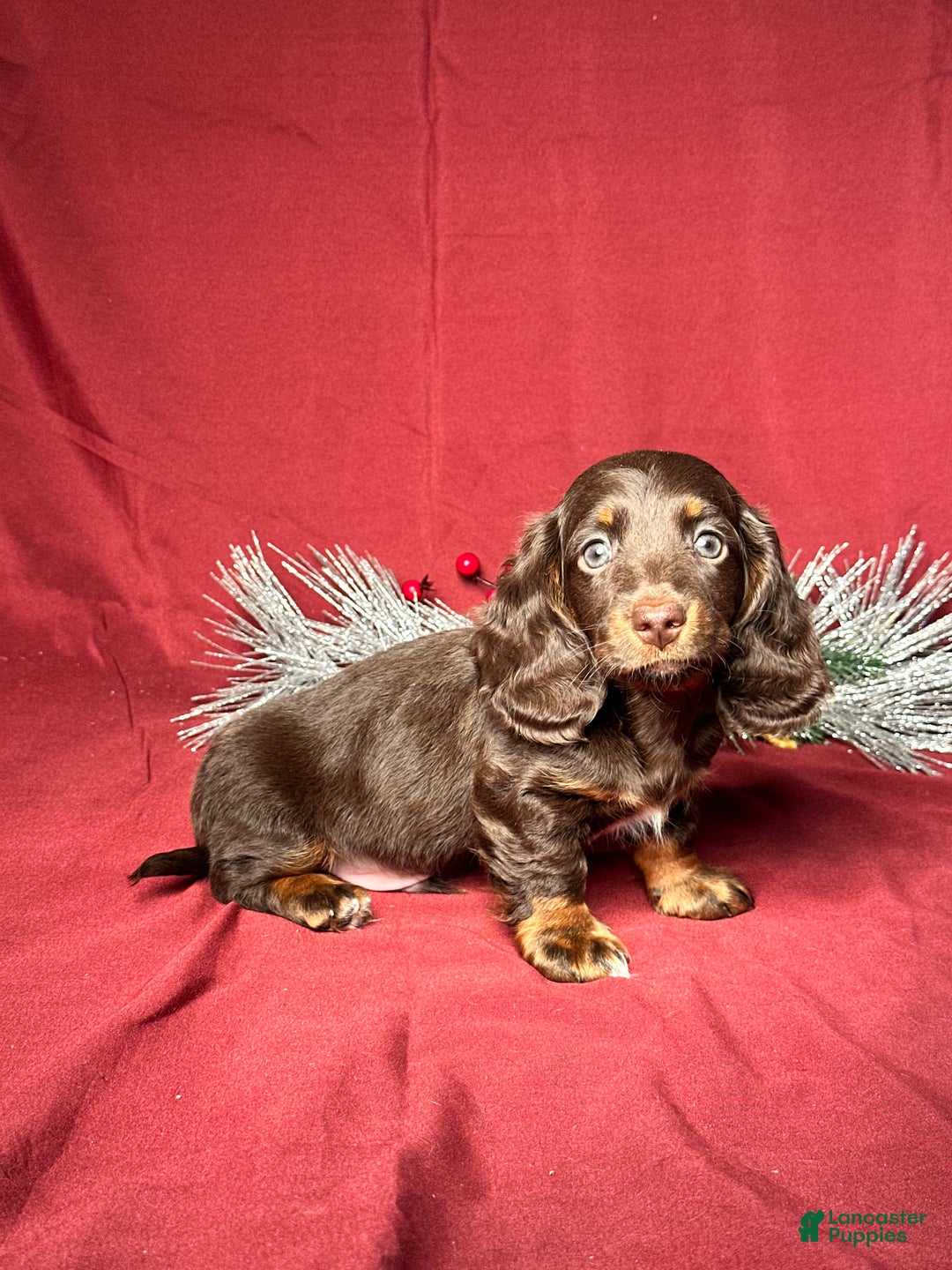 Miniature Dachshund dogs for sale: Andy - Ad 3