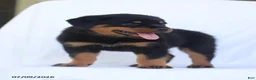 Rottweiler dogs for sale: Kinza - Ad 3