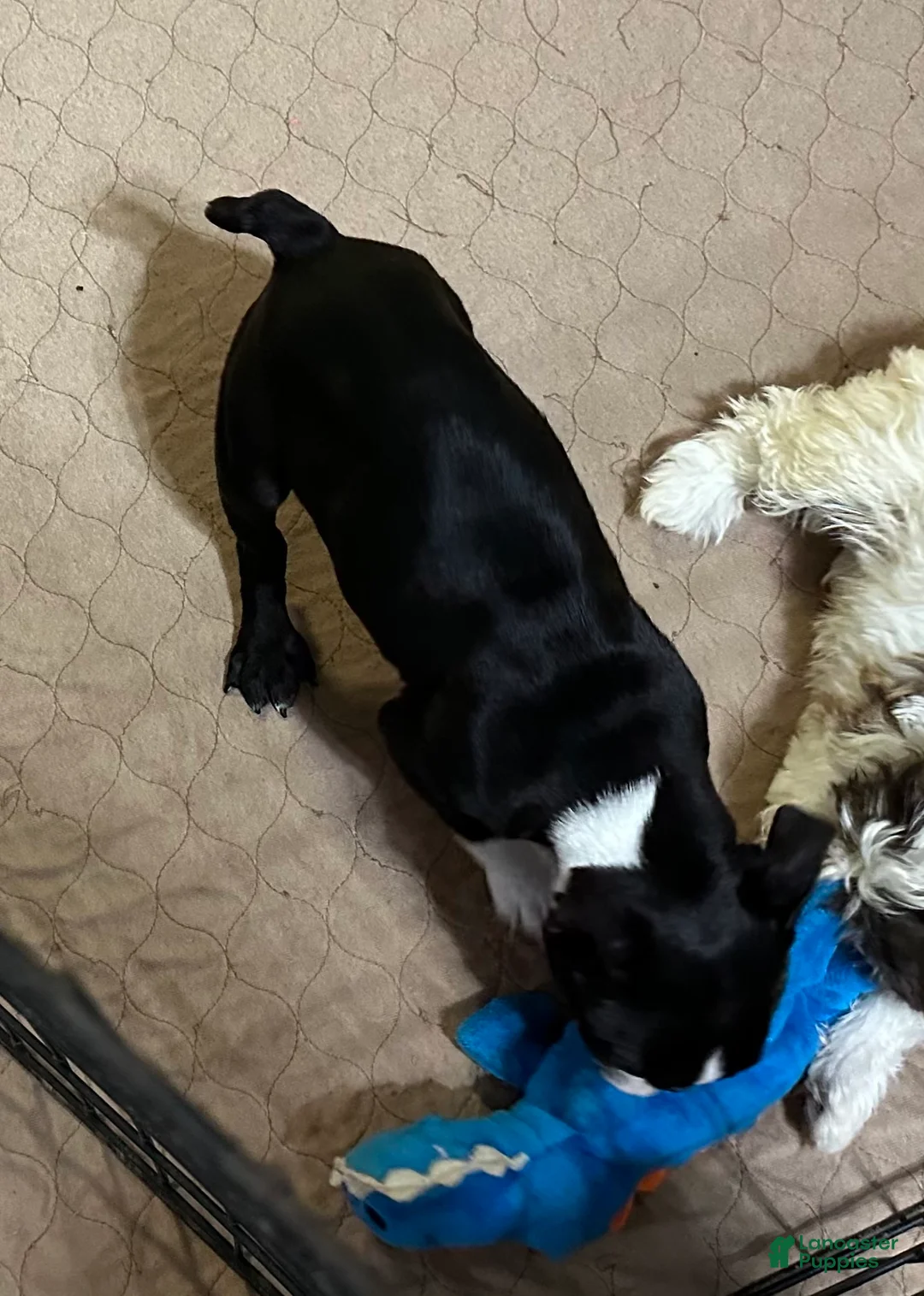 Boston Terrier dogs for sale: Boston Terrier Puppy 1 - Ad 4