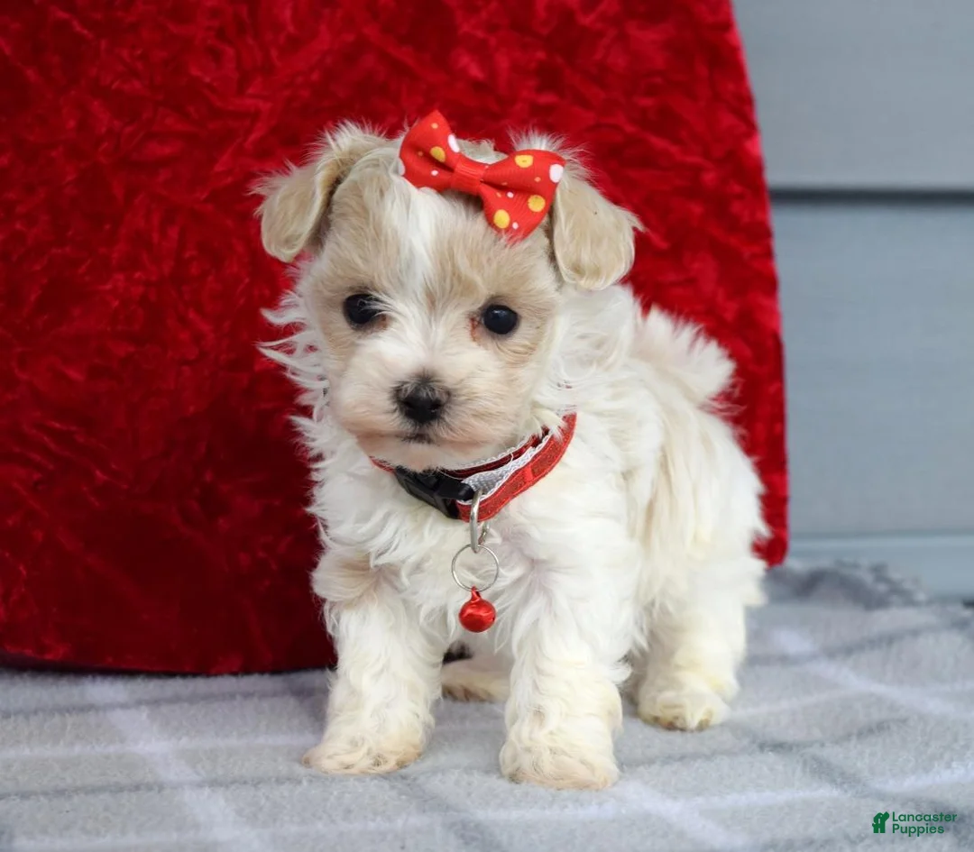 Maltipoo dogs for sale: Cora - Ad 9