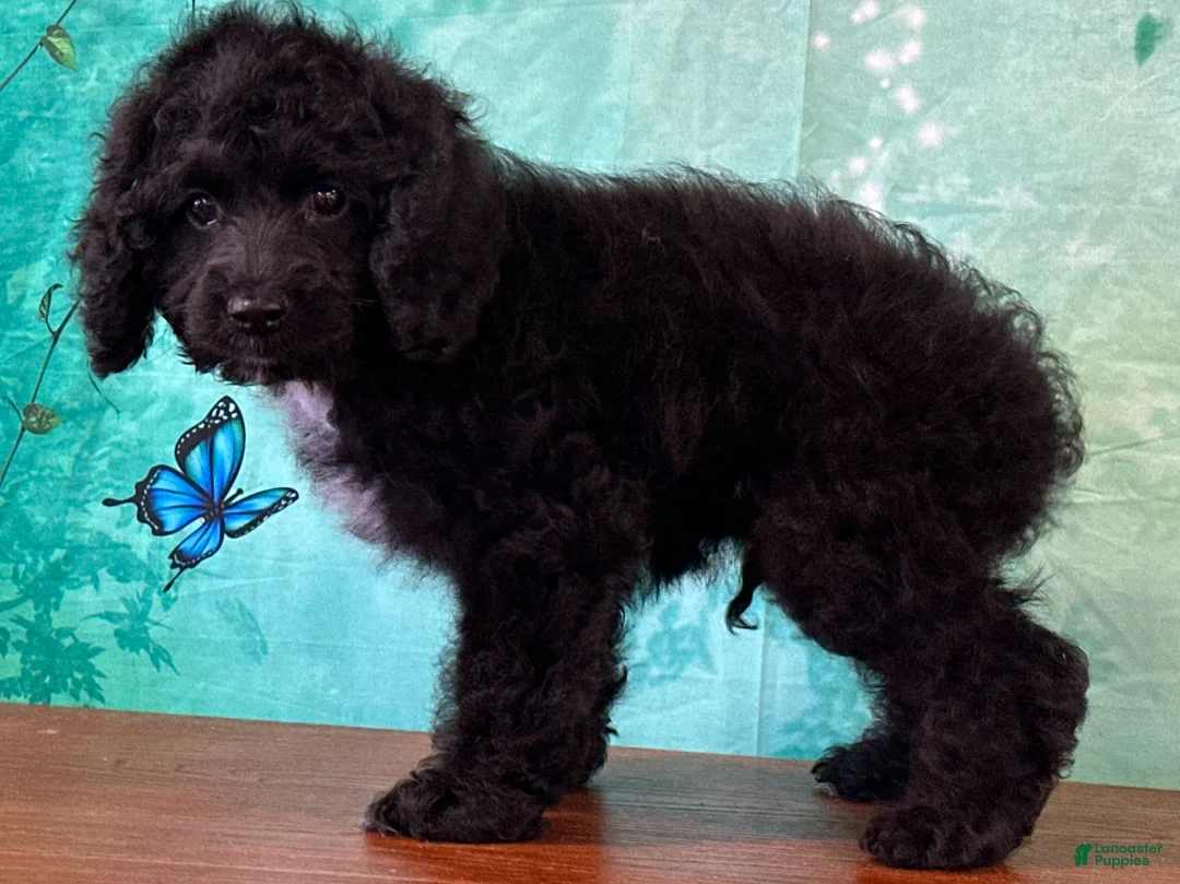 Cockapoo dogs for sale: Cowboy - Ad 1