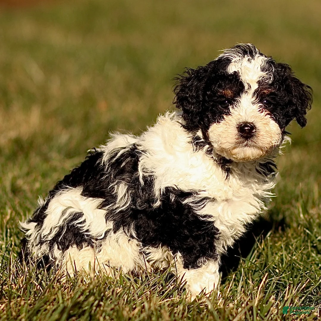 Mini Bernedoodle dogs for sale: Hugo - Ad 3