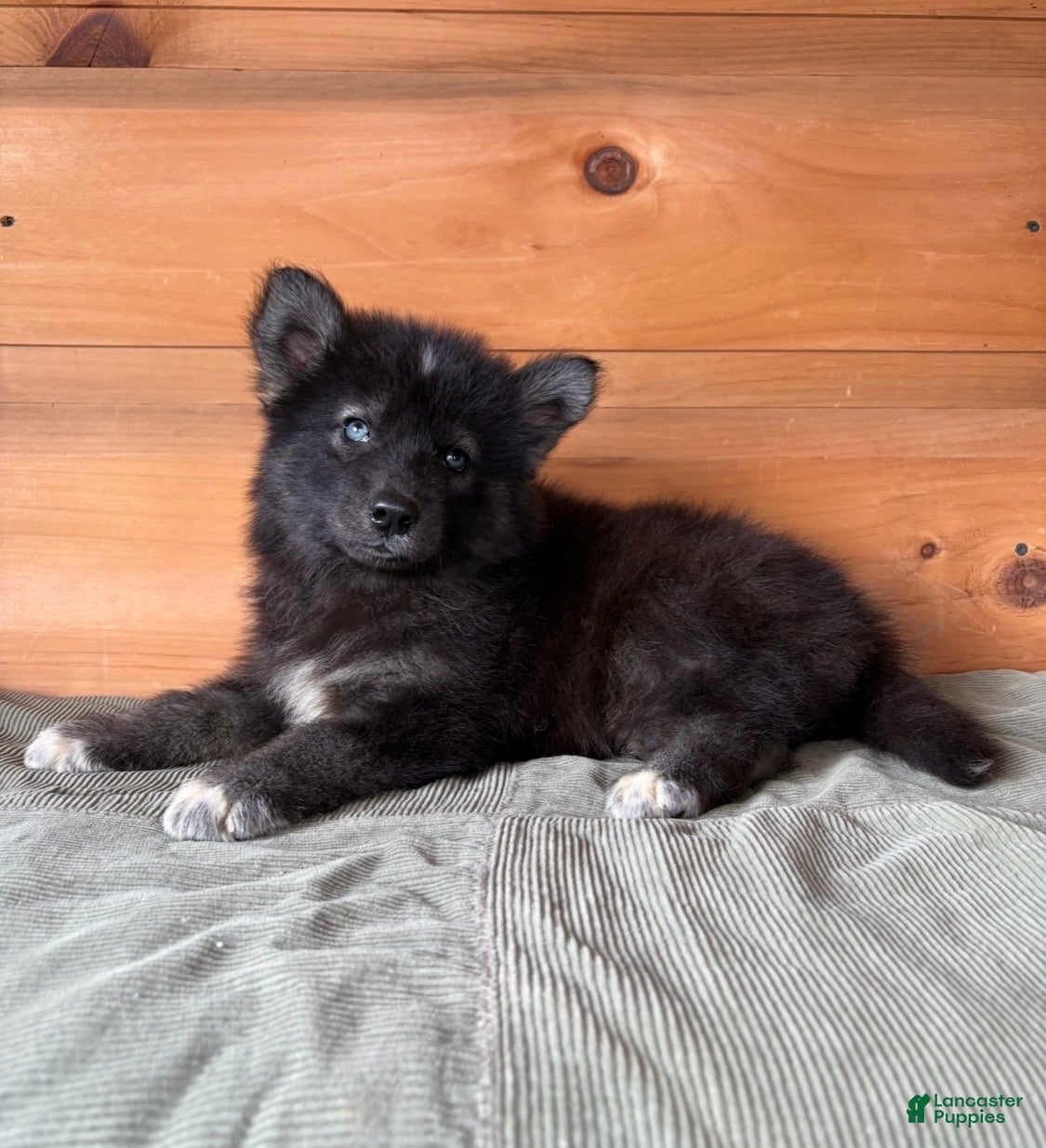 Mixed Breed dogs Mixed Breed 2 - Ad 2