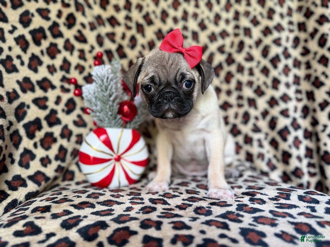 Pug dogs for sale: Angel - Ad 3