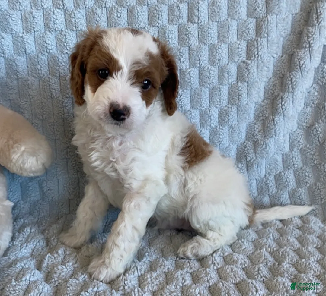 Cavapoo dogs for sale: Custard - Ad 2