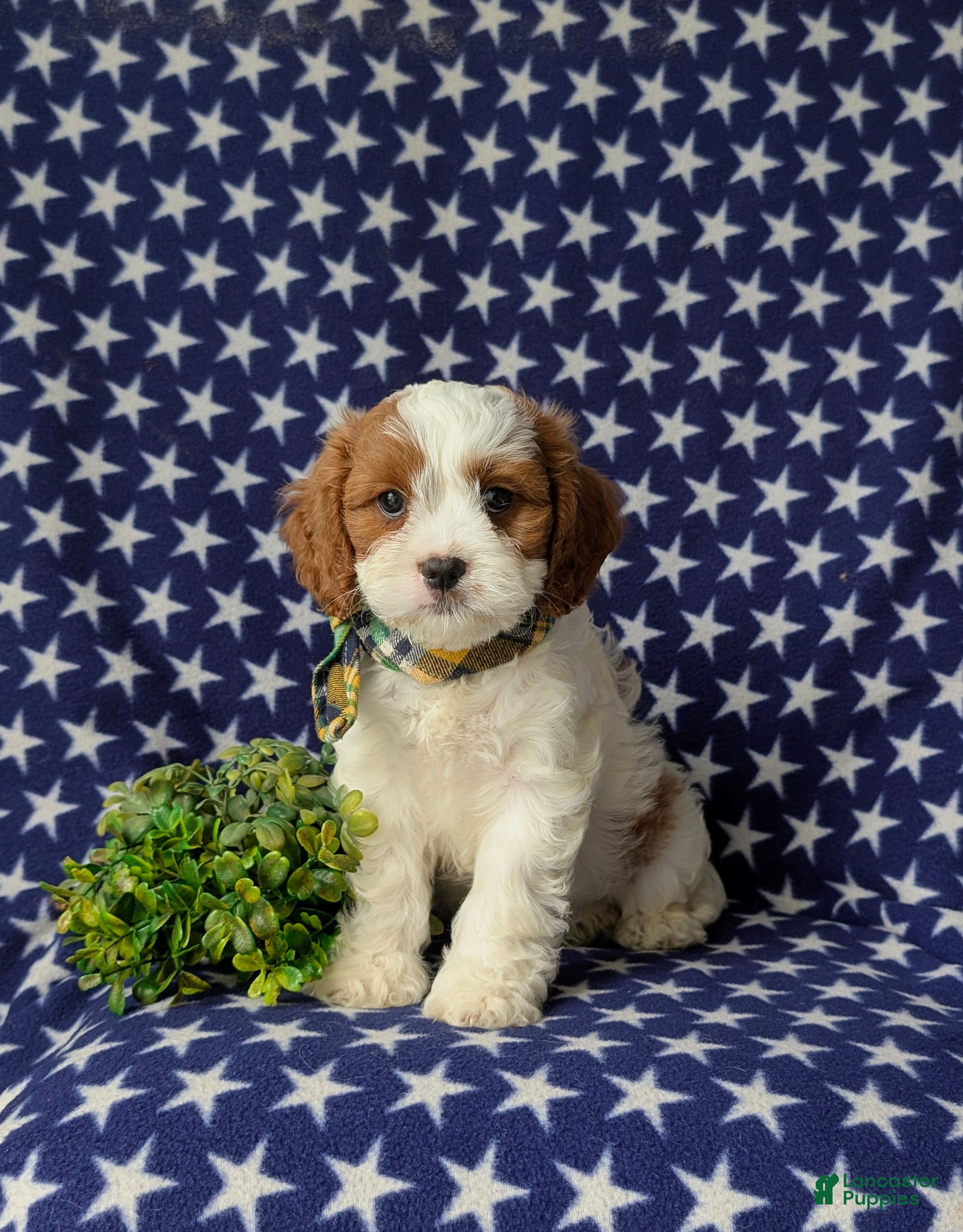 Cavapoo dogs for sale: Sinclair - Ad 4