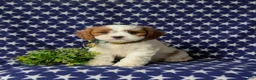 Cavapoo dogs for sale: Sinclair - Ad 1