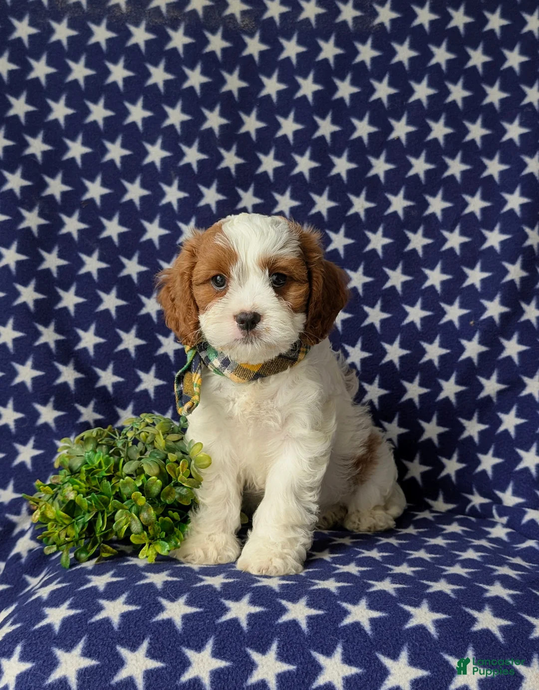 Cavapoo dogs for sale: Sinclair - Ad 1