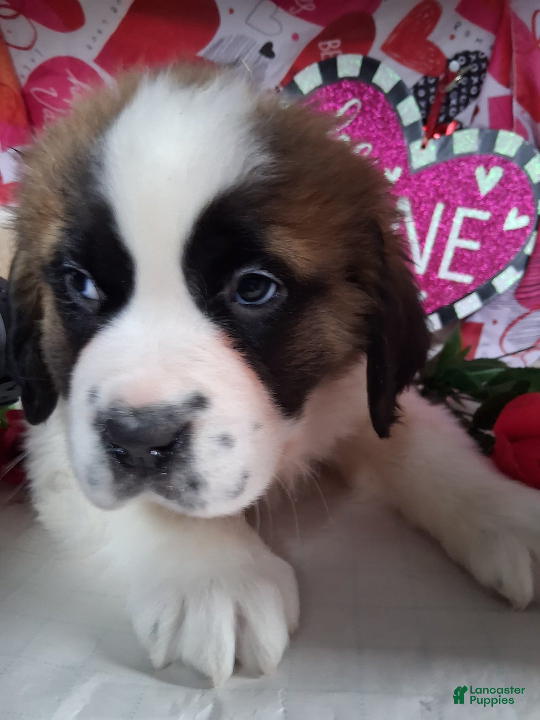 Saint Bernard dogs for sale: Maggy Longhair  - Ad 3