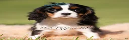 Cavalier King Charles Spaniel dogs for sale: Chewy AKC - Ad 2