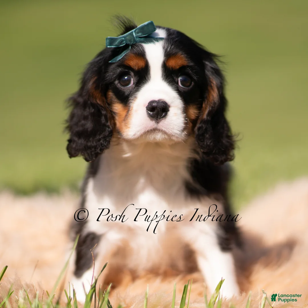 Cavalier King Charles Spaniel dogs for sale: Chewy AKC - Ad 2
