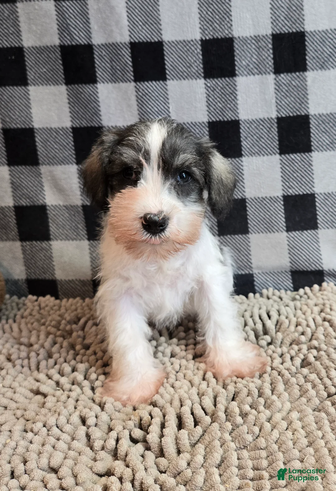Miniature Schnauzer dogs for sale: Scoobie - Ad 5