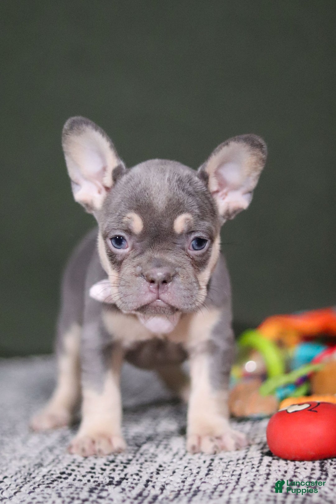 French Bulldog dogs for sale: Pippa - Ad 9
