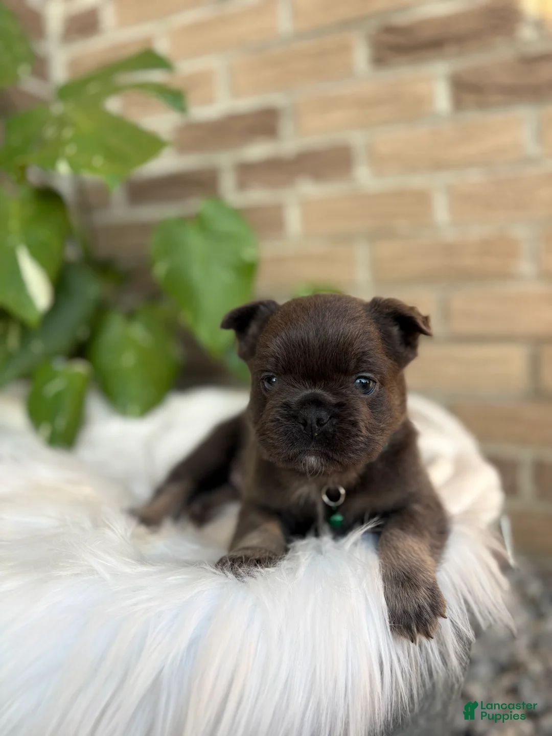 French Bulldog dogs for sale: French Bulldog Puppy 2 - Ad 1