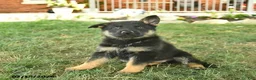 German Shepherd dogs for sale: Titan  - Ad 5