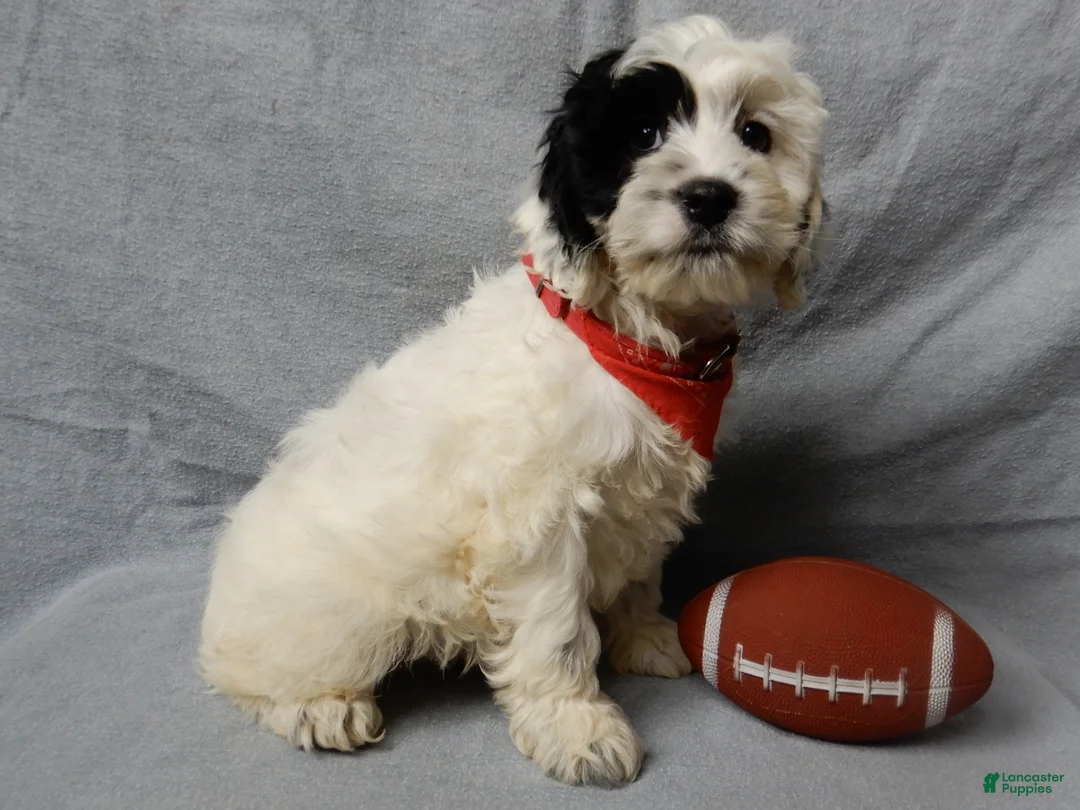 Cockapoo dogs for sale: Snoopy - Ad 6