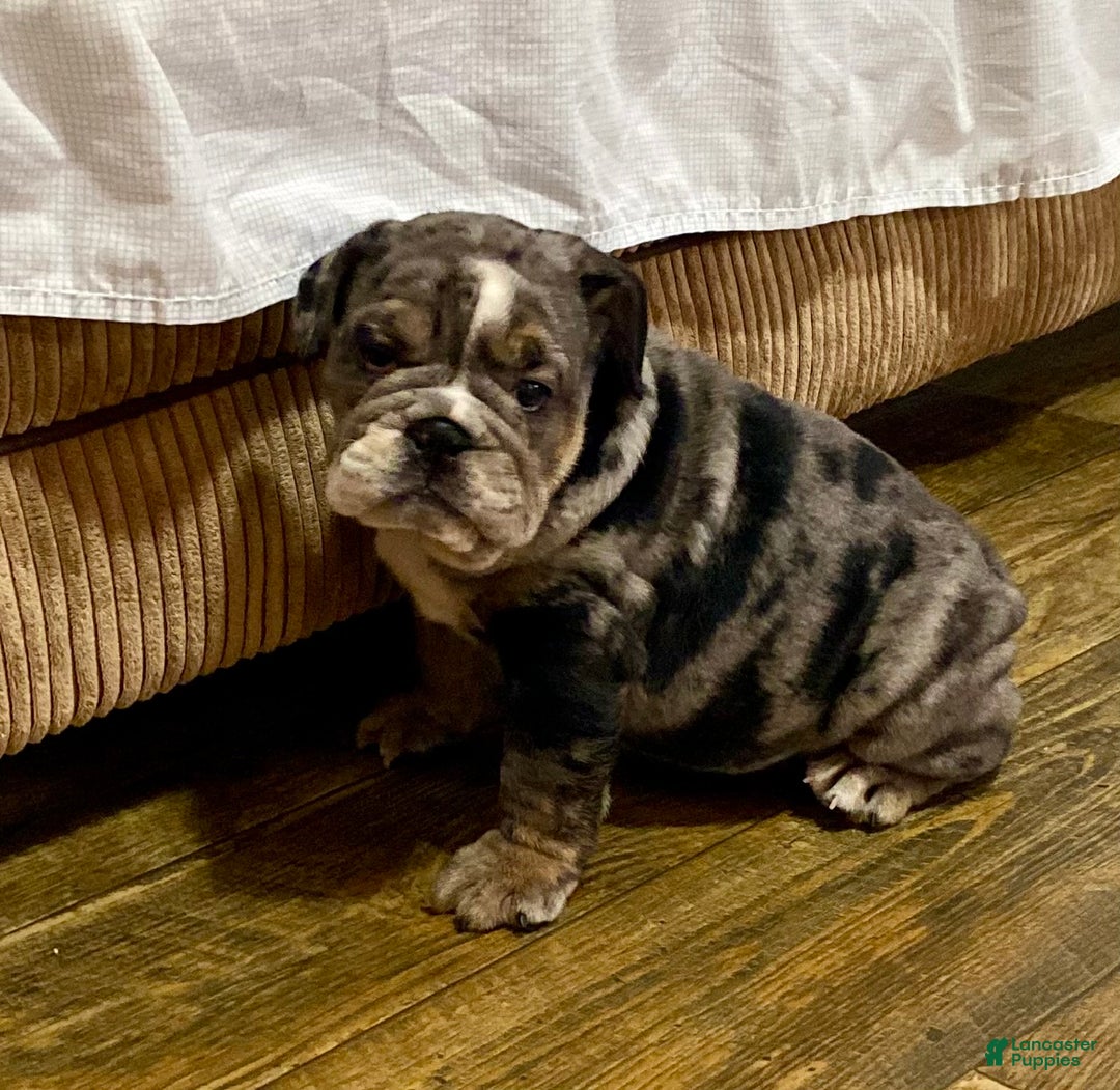 English Bulldog dogs for sale: Lilly - Ad 5