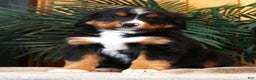 Bernese Mountain Dog dogs for sale: Josh - Ad 1