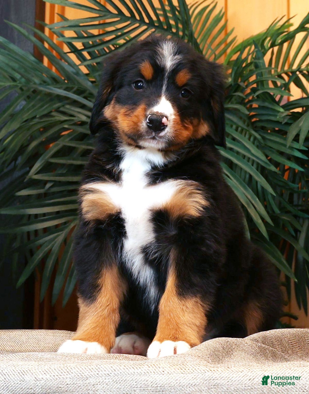 Bernese Mountain Dog dogs for sale: Josh - Ad 1