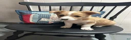 Miniature Australian Shepherd dogs for sale: Sheldon - Ad 2