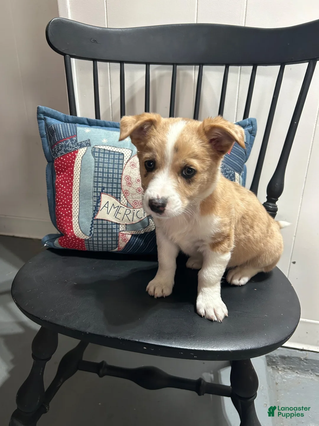 Miniature Australian Shepherd dogs for sale: Sheldon - Ad 2