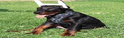 Doberman Pinscher dogs for sale: Doberman Pinscher 1 - Ad 7