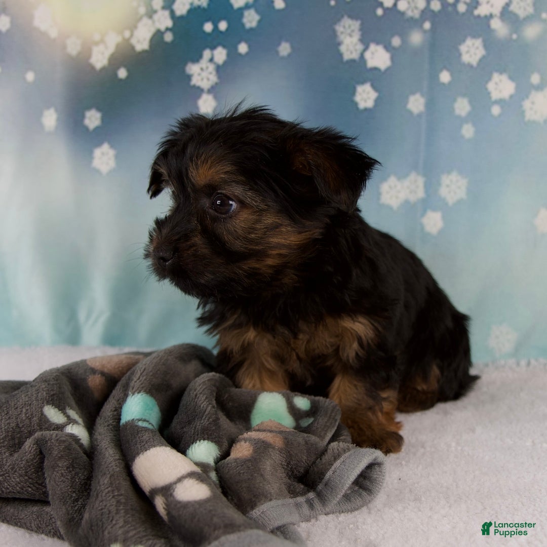 Yorkshire Terrier dogs for sale: Luna - Ad 2