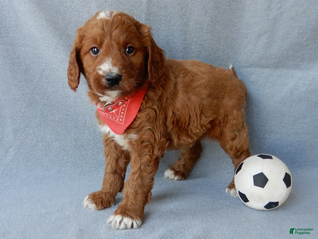 Goldendoodle dogs for sale: Leo-MEDIUM - Ad 3