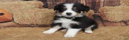 Australian Shepherd dogs for sale: Dawn  - Ad 5