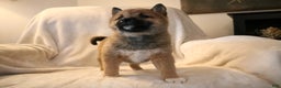 Shiba Inu dogs for sale: Sammy  - Ad 3
