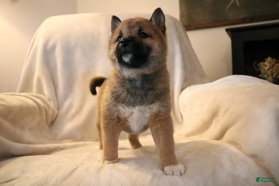 Shiba Inu dogs for sale: Sammy  - Ad 3