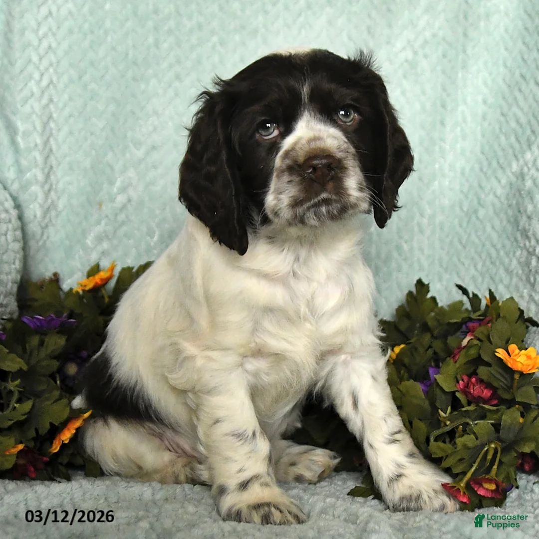 Cocker Spaniel dogs for sale: Sage - Ad 2