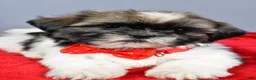 Shih Tzu dogs for sale: Lee - Ad 5