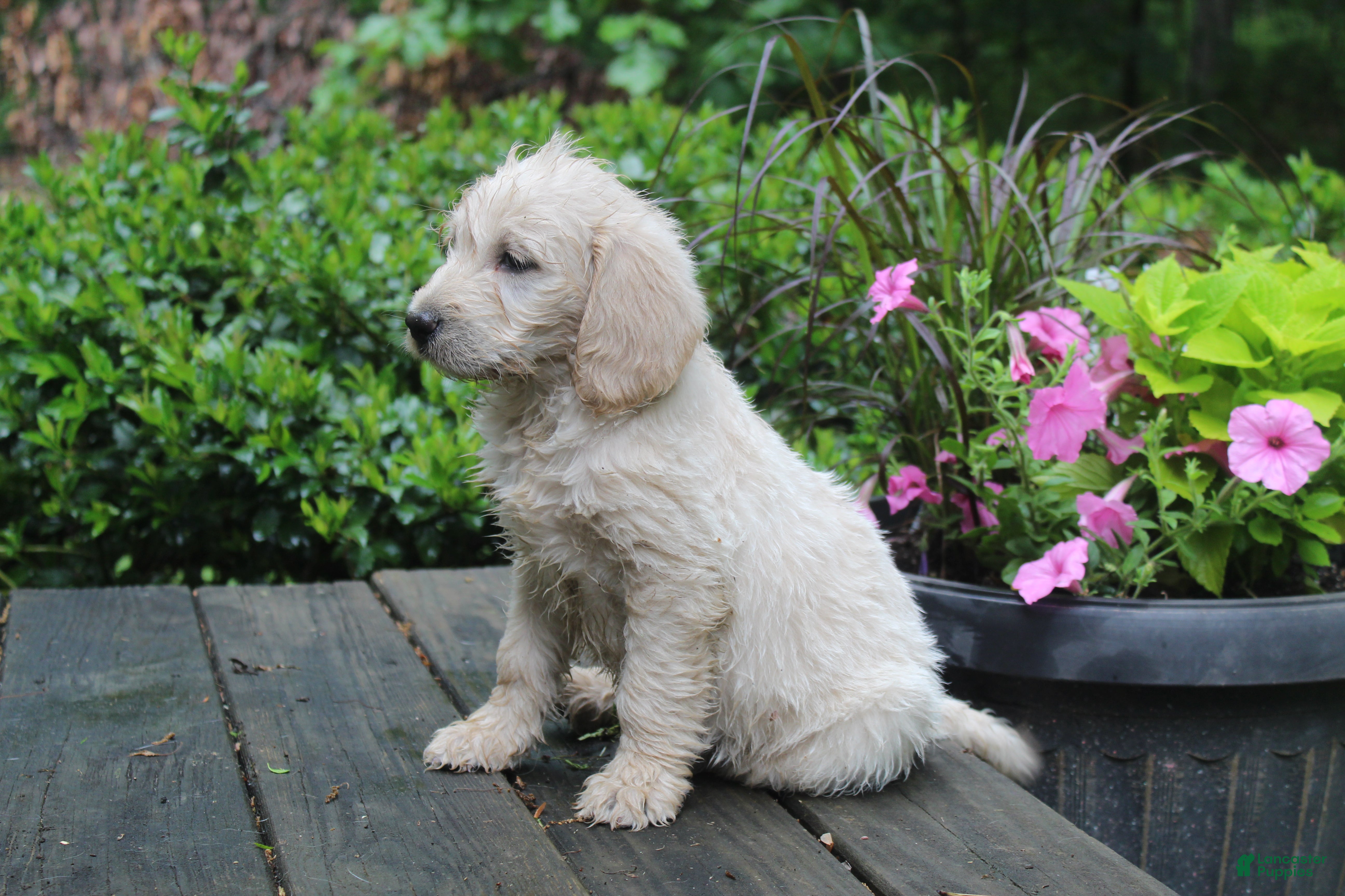 Labradoodle dogs Labradoodle Puppy 3 - Ad 1