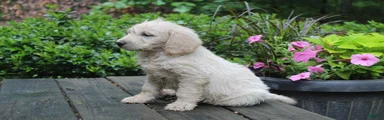 Labradoodle Puppy 3