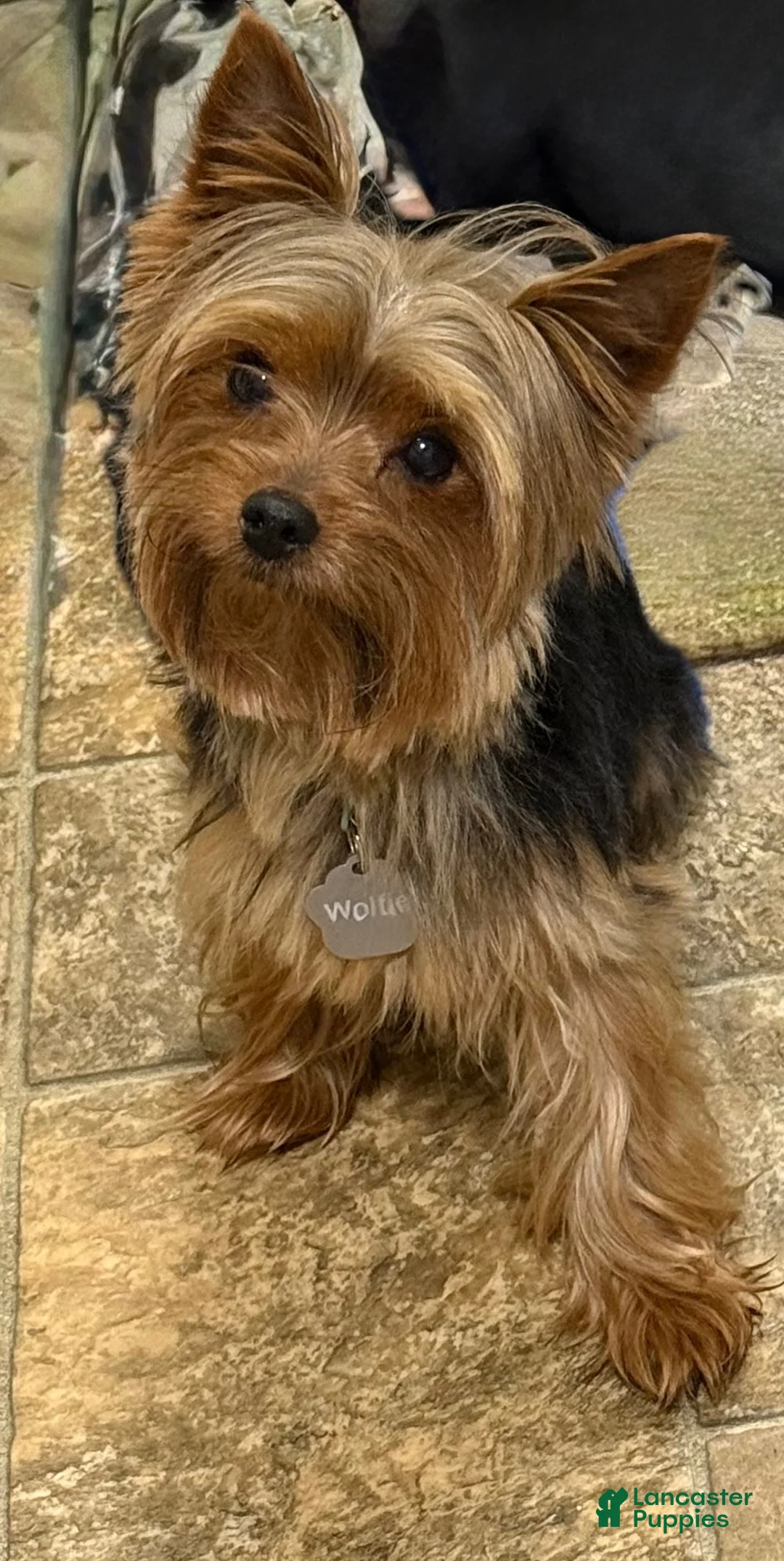 Yorkshire Terrier dogs for sale: Pepper - Ad 4