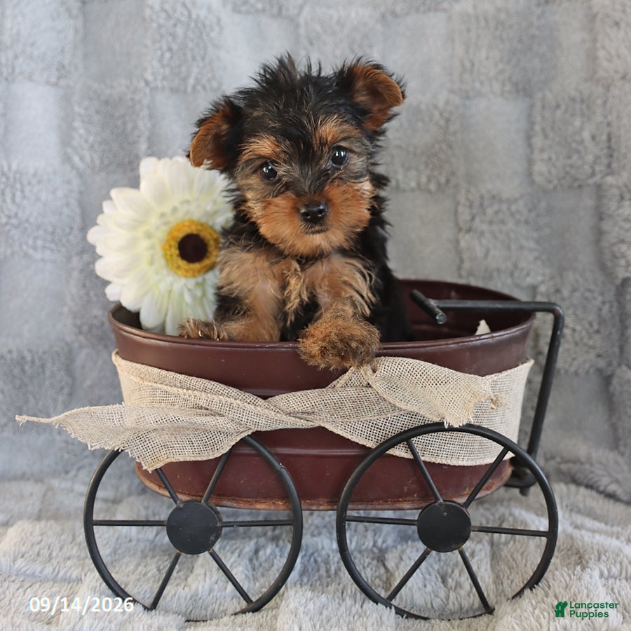 Yorkshire Terrier dogs Cocoa Teacup - Ad 1