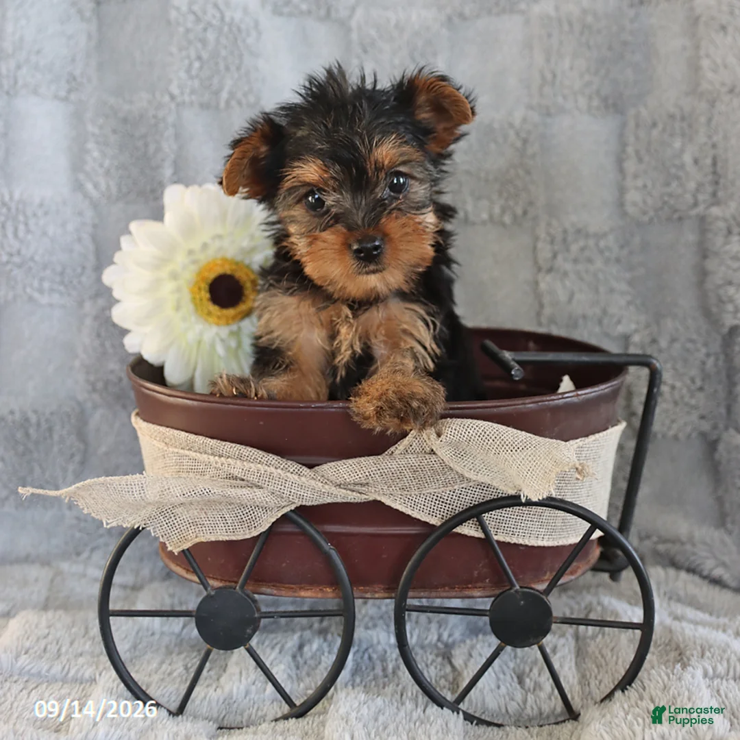 Yorkshire Terrier dogs for sale: Cocoa Teacup - Ad 1