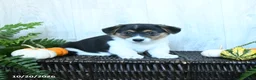 Welsh Corgi Pembroke dogs for sale: Karissa - Ad 2