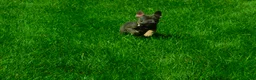 French Bulldog dogs for sale: French Bulldog 1 - Ad 3