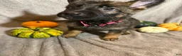 German Shepherd dogs for sale: Morticia (Pink Collar Female)  - Ad 2