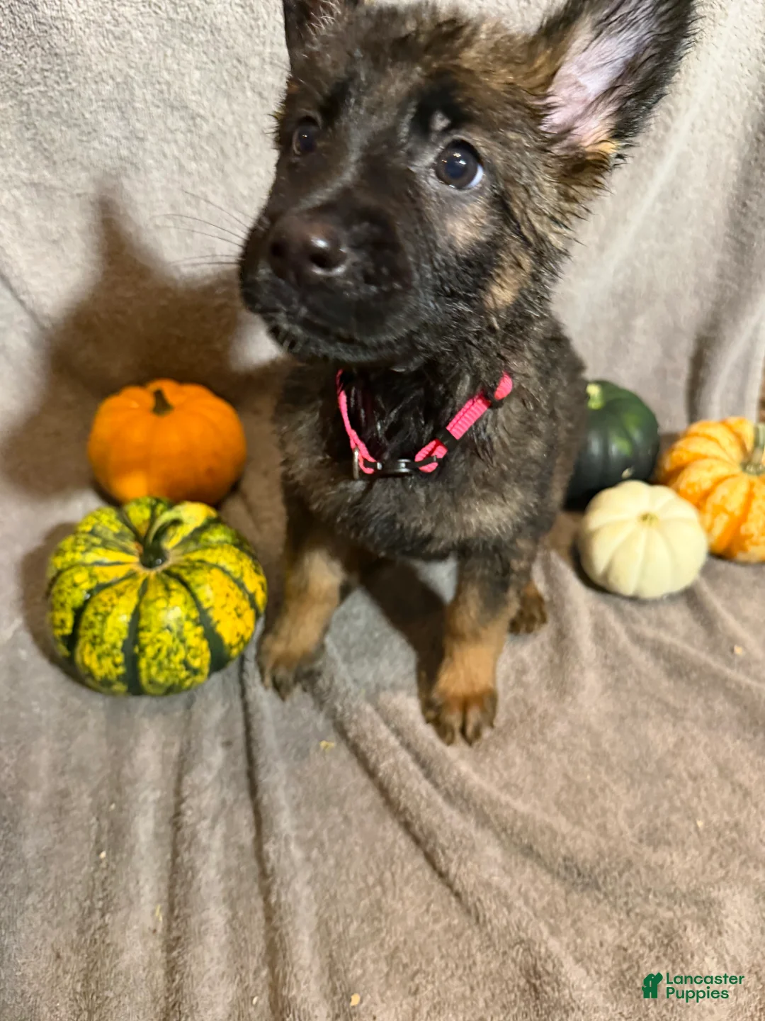 German Shepherd dogs for sale: Morticia (Pink Collar Female)  - Ad 2