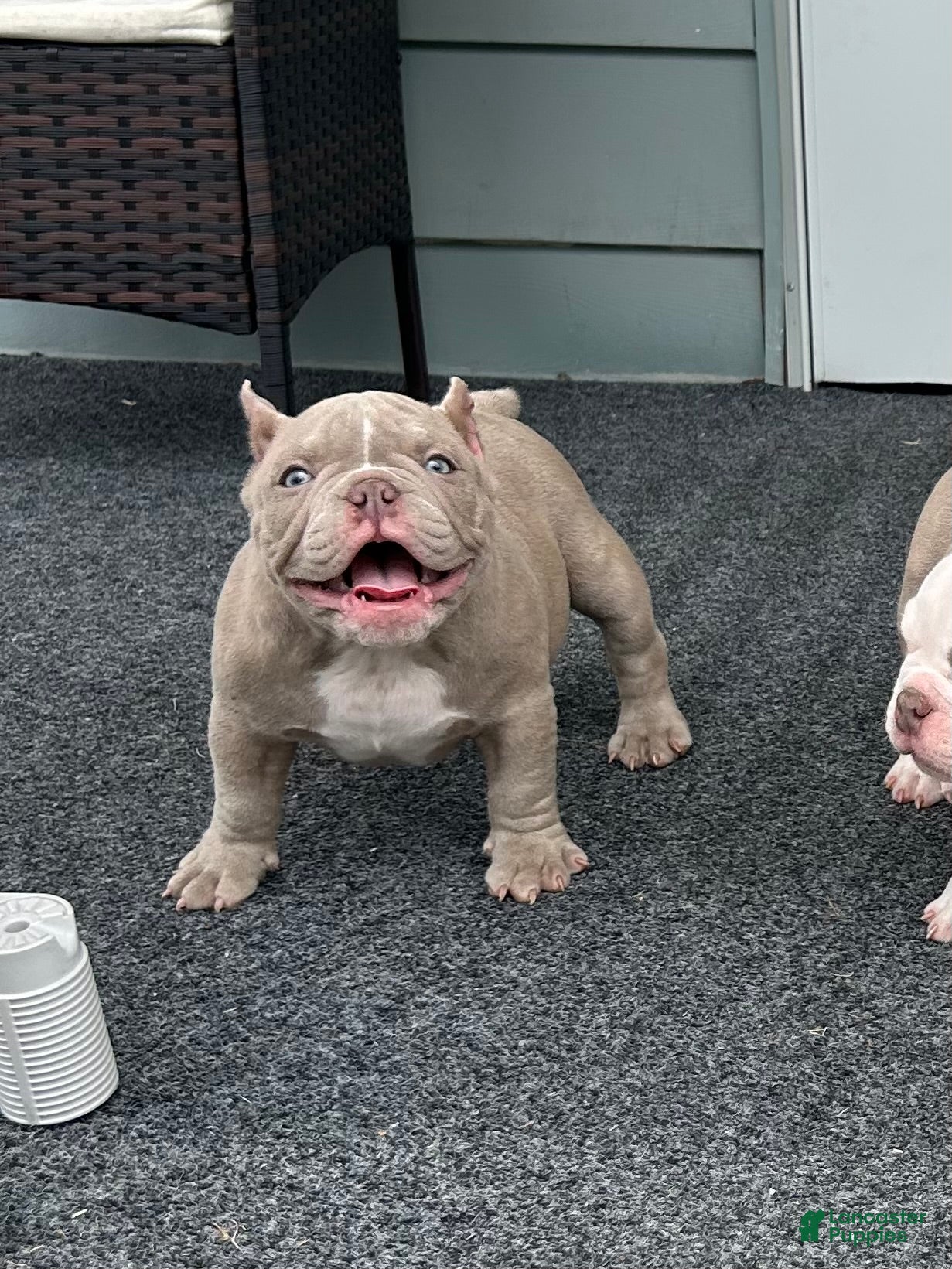 American Bully dogs American Bully 2 - Ad 42