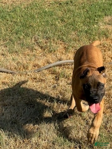 Cane Corso dogs Girl 2 - Ad 1