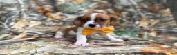 Mixed Breed dogs for sale: Denver - Ad 2