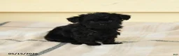 Yorkiepoo dogs for sale: Celine - Ad 4